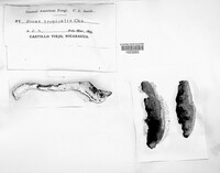 Image of Larssoniporia tropicalis